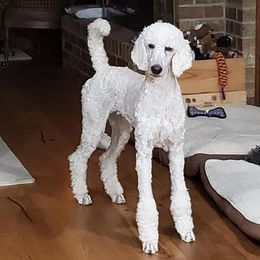 Poodle All Grown Up from TNT Poodles