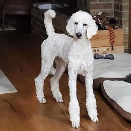 Poodle All Grown Up from TNT Poodles