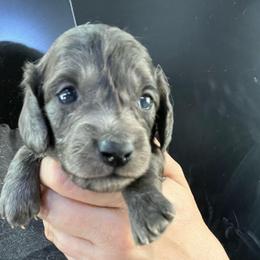 Luca - Blue and cream male Dachshund puppy in Bigfork, Minnesota from Dachshunds Up North