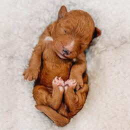 Cash - Red  male Goldendoodle puppy in Iola, Texas from Supreme Doodles of Texas