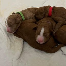 Australian Labradoodle Puppies from Lindsey's Loving Labradoodles