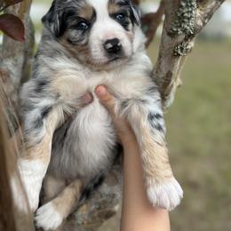 Miniature Australian Shepherd Puppies from Fuller’s Fluffy Friends