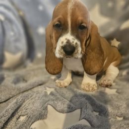 Girl 5 - Basset Hound puppy from Bad and Boujee Basset Hounds
