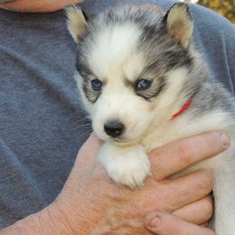 Pomsky and Siberian Husky Puppies from Beastly Beauties Huskies & Pomskies