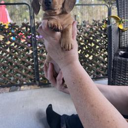 Orange boy - Red male Dachshund puppy in Brooksville, Florida from Ween Acres