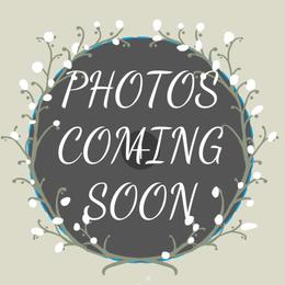 Collin - AKC - Black and white male Havanese puppy in Verden, Oklahoma from Holcombs Puppy Ranch