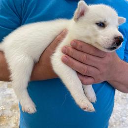 Tisia - Siberian Husky puppy in Chester, Virginia from Dacogetic