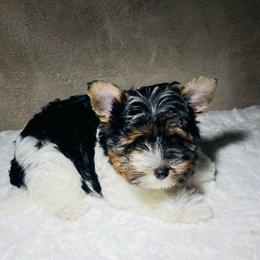 Remi  2500 AKC - Black tan and white male Biewer Terrier puppy in Douglas, Georgia from Heartland small breeds