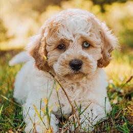 Simon - Lemon roan male Cockapoo puppy in Dixon, Montana from Super Z Kennels