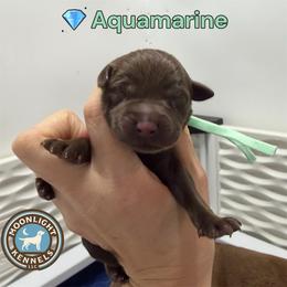 Aquamarine - Chocolate female Labrador Retriever puppy in Elloree, South Carolina from Moonlight Kennels LLC
