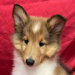 Milo - Sable male Collie puppy in Groveland, Florida from Palmhaven Collies