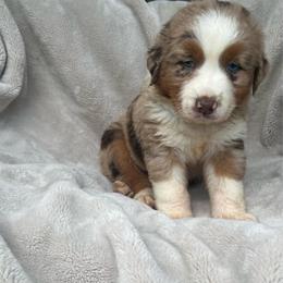 Nemo - Red merle male Australian Shepherd puppy in Cleveland, Tennessee from C&S Kennels