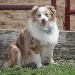Crystal - Toy Australian Shepherd
