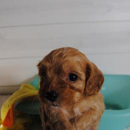 Copper - Red male Cavapoo puppy in Mountain Grove, Missouri from Dogwood & Sassafras Companions