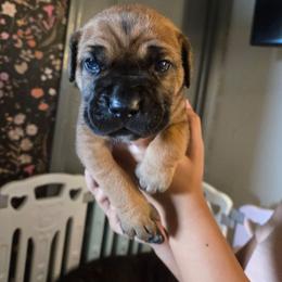 Brown collar Female - Fawn female Cane Corso puppy in St. Augustine, Florida from RG2 Cane Corsos
