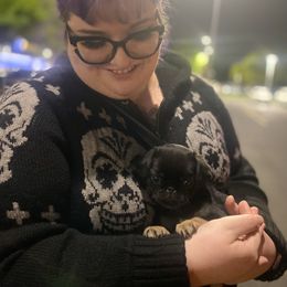 Morticia Graves, formerly Bailey, Black and tan girl - Black female Pug puppy in Onalaska, Washington from Cupid’s Pugs