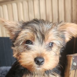 Yoshi - Black and tan Yorkshire Terrier puppy in Junction City, Ohio from On The Edge Of A Dream Yorkies