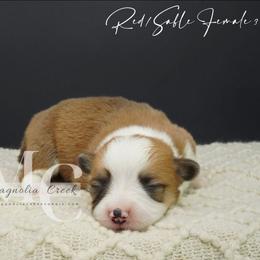 Serenade (RedSable 3) - Red female Pembroke Welsh Corgi puppy in Straughn, Alabama from Magnolia Creek Corgis