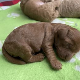 Goldendoodle Puppies from Wasatch Back Goldendoodles
