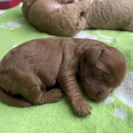 Goldendoodle Puppies from Wasatch Back Goldendoodles