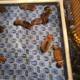 Boxer Puppies from SmashBox Kennel