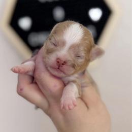 Rocky - Merle male Chihuahua puppy in Harrison, Michigan from Cloud9 Chihuahuas