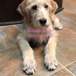 Assorted Doodle Crosses Puppies from Oodles of Kisses' Great DaNoodles