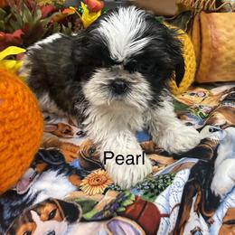 Pearl - Black and white female Shih Tzu puppy in Conway, Missouri from Hillside Loop Kennel LLC