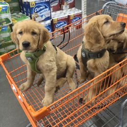 Golden Retriever Puppies from City Goldens