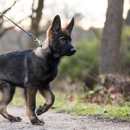 German Shepherd Puppies from Zwinger Vom Rabenauge