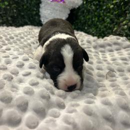 Spell - Black and white female Cardigan Welsh Corgi puppy in Clio, Michigan from Old Oak Cardigans