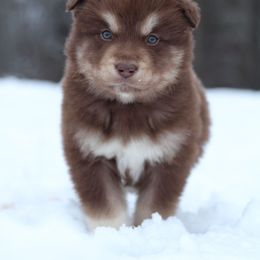 Toffee - Red and white male Alaskan Malamute puppy in Independence, Virginia from New River Valley Malamutes