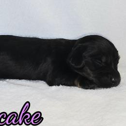 Pancake - Black tri-color female Australian Shepherd puppy in Albion, Michigan from Northern Lights Aussies (NL Aussies)
