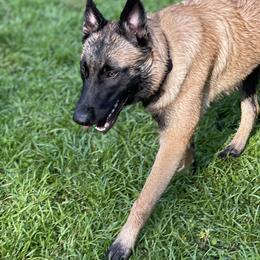 Belgian Malinois All Grown Up from Bayou State Malinois
