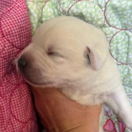 Superior - black collar- first pick male Bob Christ - Yellow male Labrador Retriever puppy in Isanti, Minnesota from Four Corners Family Labs