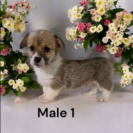 Male 1 - Red male Pembroke Welsh Corgi puppy in Tennessee from Grindstaff Corgis
