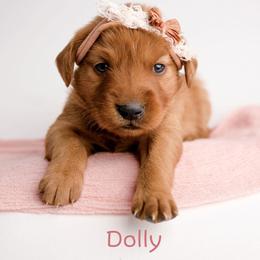 Dolly - Dark golden female Golden Retriever puppy in Buhl, Idaho from Atkinson's Goldens