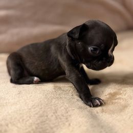 Chanel - Black brindle and white female Boston Terrier puppy in Pahrump, Nevada from Lujan Ranch