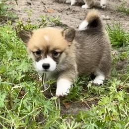 Pembroke Welsh Corgi Puppies from Pembroke Welsh Corgis at Belle Haven