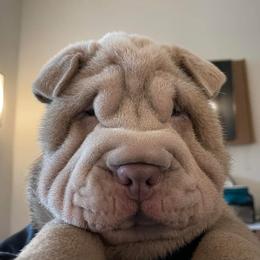Chinese Shar-Pei Puppies from DCSHARPEI