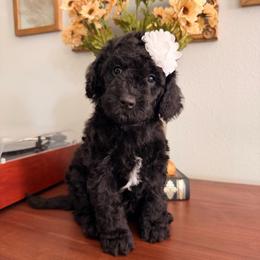 Jiji (Oki and Cooper's Japanese Character Litter) - Black and white female Cavapoo puppy in Pleasant Grove, Utah from Destination Doodles