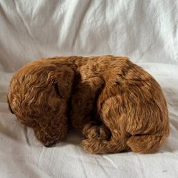 Boone - Red  male Poodle puppy in Colerain, North Carolina from Lisa's Poodles