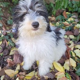 Donald - Black white and tan male Cockapoo puppy in Connersville, Indiana from MoonShine Babies