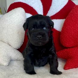 Artemisia - Black female Miniature Schnauzer puppy in Independence, Missouri from Crown Schnauzers KC