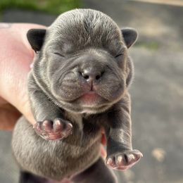 French Bulldogs from Wonderworld Frenchies