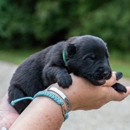 Green - Black male German Shepherd puppy in Hammond, Louisiana from Von LaMarca German Shepherds