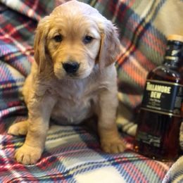 "Baby Tully" Golden Retriever Puppies from Wishaw Whisky Golden Retrievers