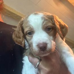 Boy 3 - Orange and white male Brittany puppy in Shinnston, West Virginia from Brookfield Farm Brittanys LLC