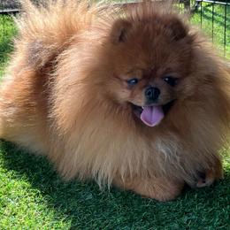 Sussie - Pomeranian