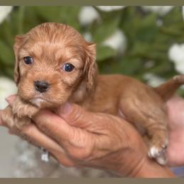 Sushi - Ruby female Cavalier King Charles Spaniel puppy in Yuciapa, California from AlltheDoodlez_